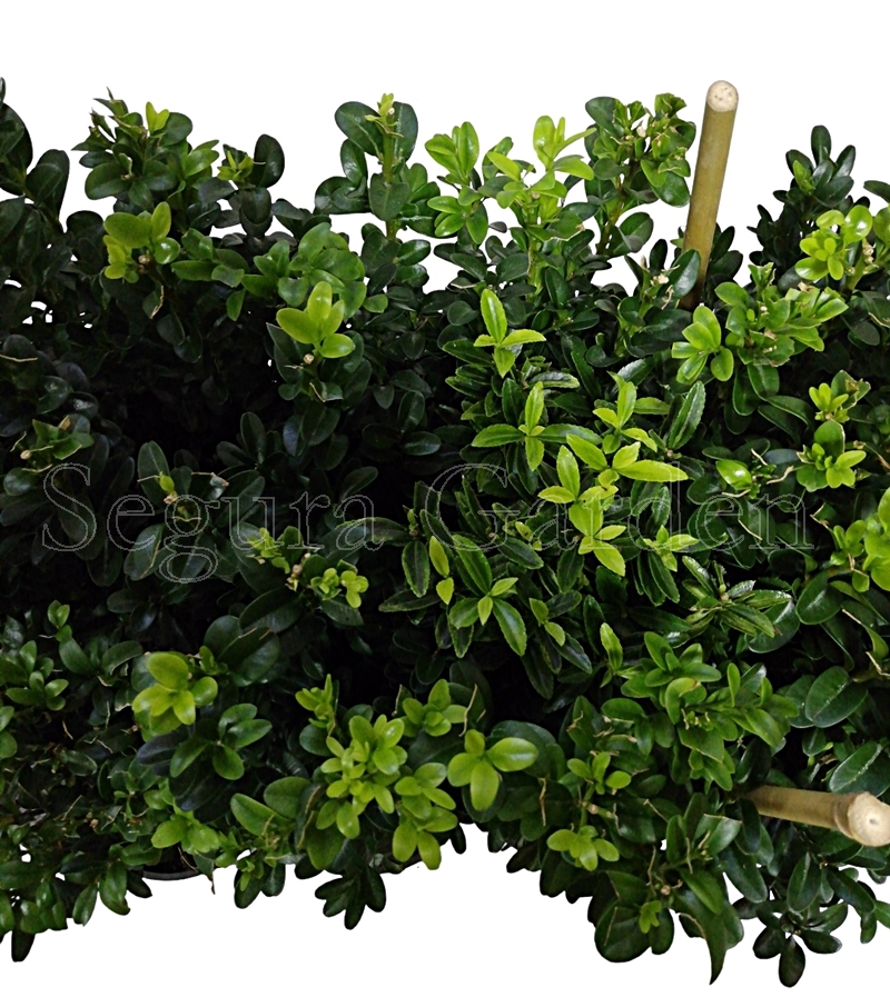 Painéis Hedera Patio 45x30cm - 6 Peças Dupla Face - Decoração Jardim Artificial