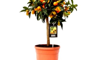 Cultivar un frutal en maceta. Que variedades son mejores?