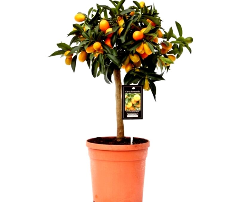 Cultivar un frutal en maceta. Que variedades son mejores?