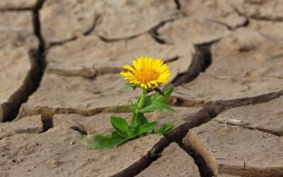 Plantas Resistentes a la sequía