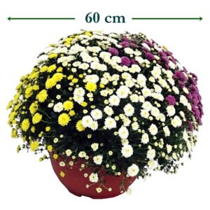 Chrysanthemum crisantemo