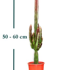 euphorbia trigona cactus catedral