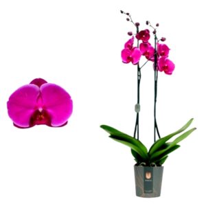orquidea fucsia