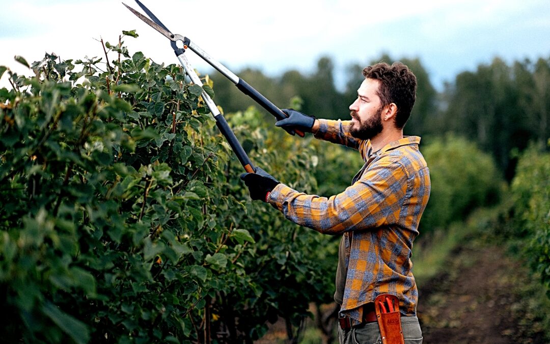 Guía básica de iniciación a la poda de frutales