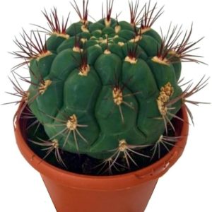 Planta natural Gymnocalycium Saglione, maceta de 15-17 cm. Cactus esférico, de espinas claras. Segura Garden.